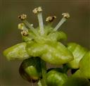  Male flower
